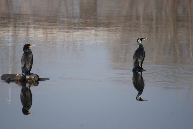 kormoran3